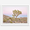 Fine art print of Joshua Tree landscape at pink and blue dusk