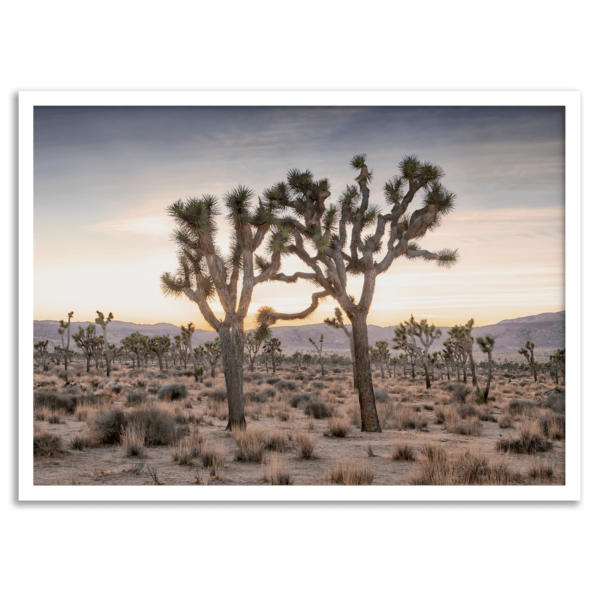 Joshua-Tree-National-Park-Sunset-Print-9