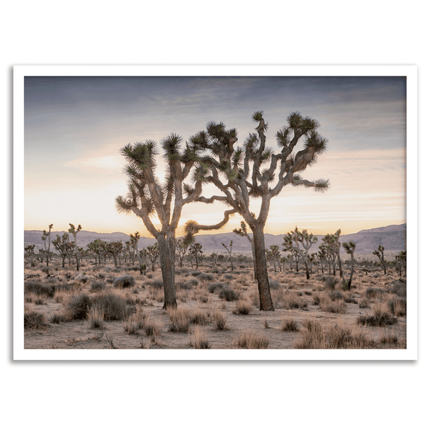 Joshua-Tree-National-Park-Sunset-Print-9