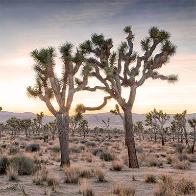 Joshua-Tree-Photography-Wall-Art-Prints-Collection