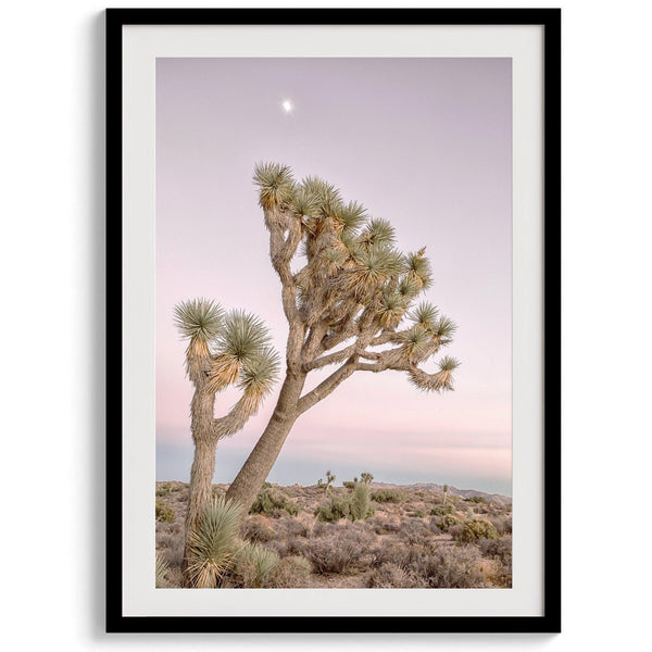 Joshua tree wall art featuring a pink desert sunset, with a tall Joshua tree silhouetted against the sky.