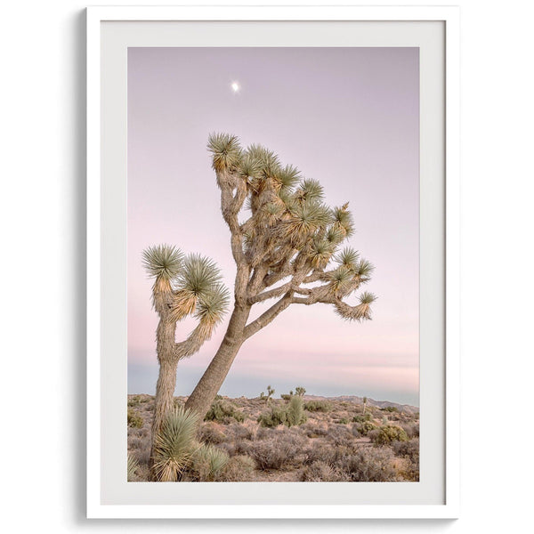 Joshua tree wall art featuring a pink desert sunset, with a tall Joshua tree silhouetted against the sky.