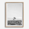 Black and white photo of a lone Joshua Tree at sunset in a desert landscape.