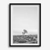 Black and white photo of a lone Joshua Tree at sunset in a desert landscape.