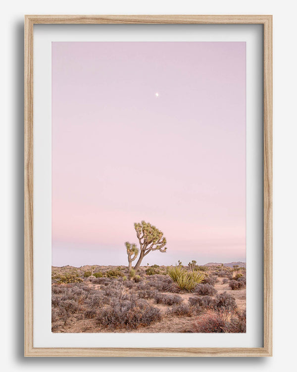 Joshua Tree at dusk fine art print – a serene desert landscape with soft pink skies and a lone Joshua Tree under the moon.
