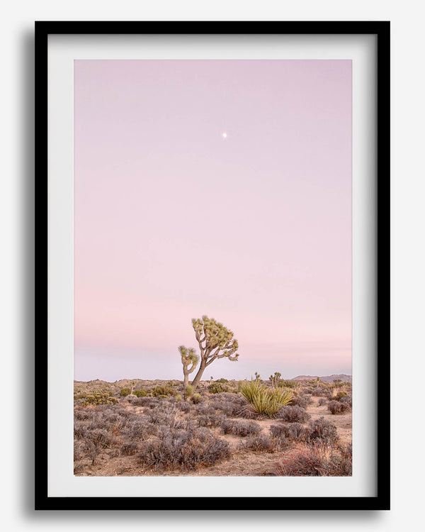 Joshua Tree at dusk fine art print – a serene desert landscape with soft pink skies and a lone Joshua Tree under the moon.