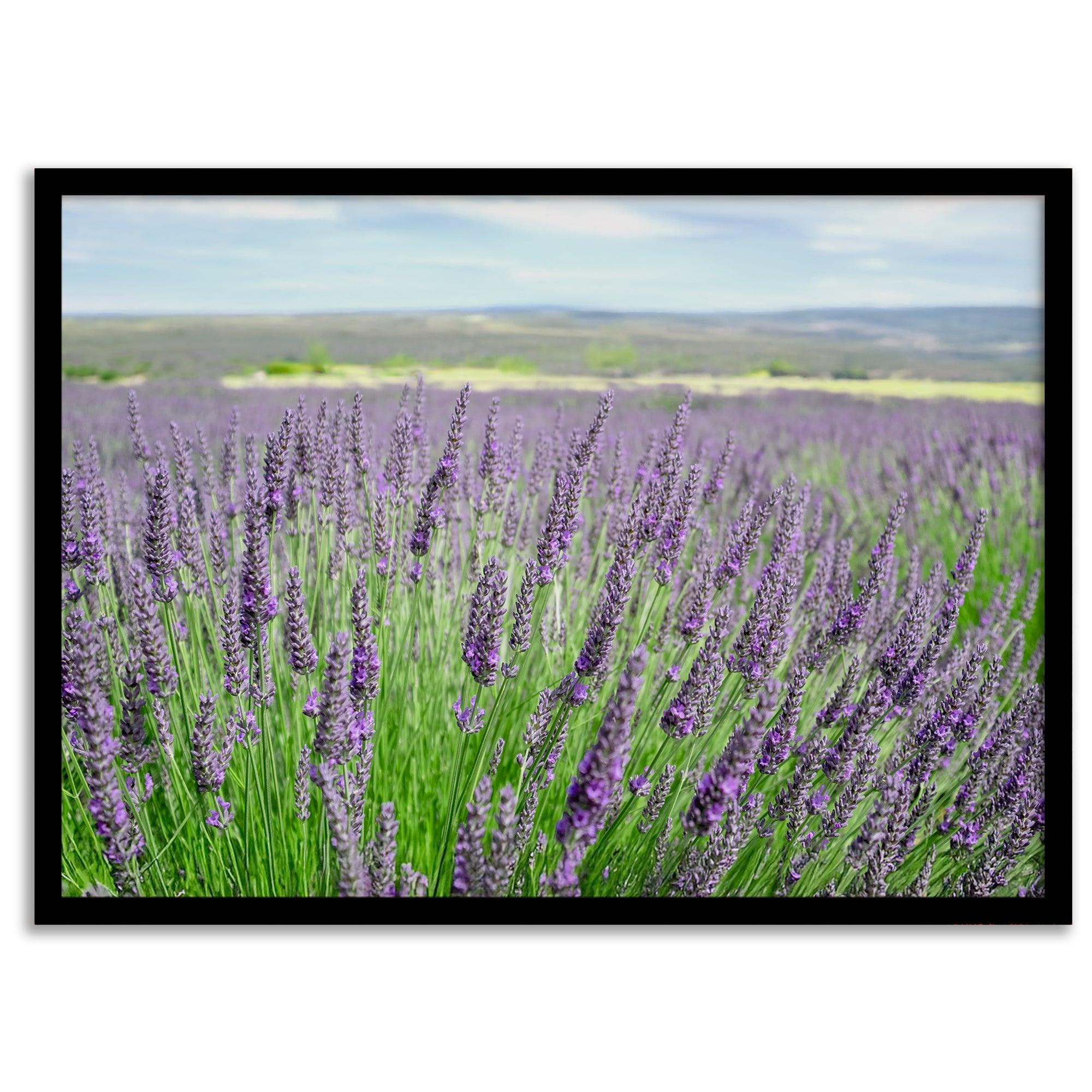 Lavender field in Washington State with vibrant purple blooms under a clear blue sky, featured as wall art.