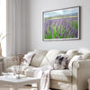 Lavender field in Washington State with vibrant purple blooms under a clear blue sky, featured as wall art.