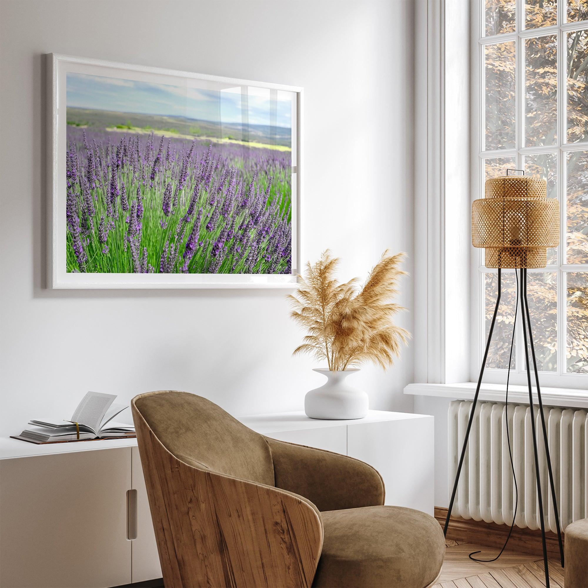 Lavender field in Washington State with vibrant purple blooms under a clear blue sky, featured as wall art.