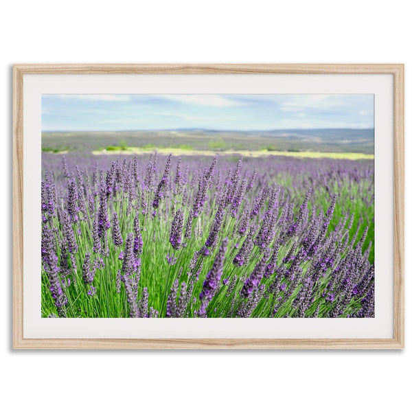 Lavender field in Washington State with vibrant purple blooms under a clear blue sky, featured as wall art.