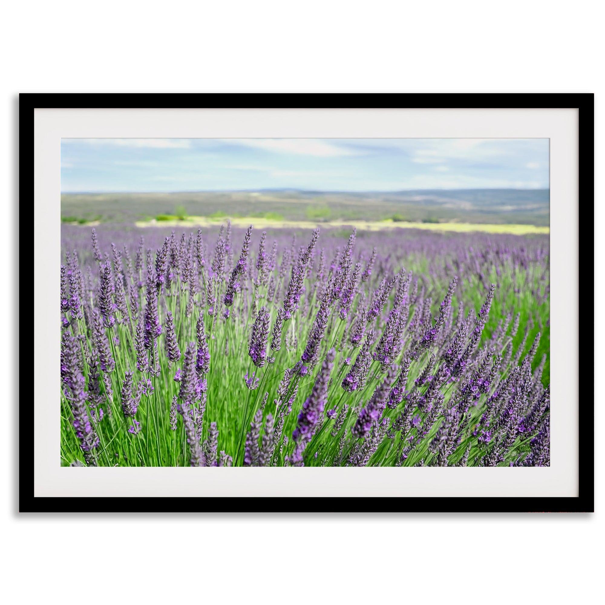 Lavender field in Washington State with vibrant purple blooms under a clear blue sky, featured as wall art.