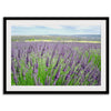 Lavender field in Washington State with vibrant purple blooms under a clear blue sky, featured as wall art.