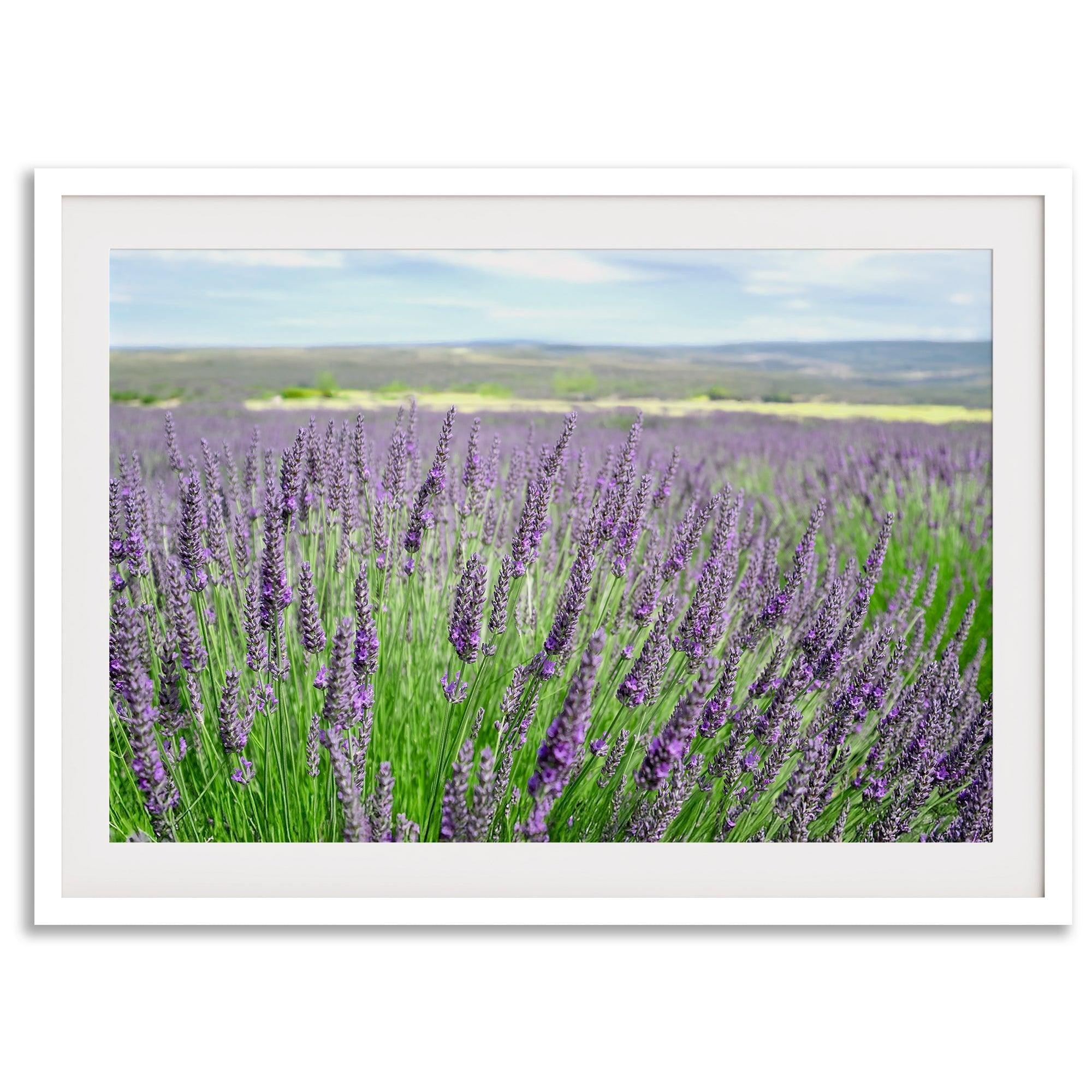 Lavender field in Washington State with vibrant purple blooms under a clear blue sky, featured as wall art.