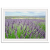 Lavender field in Washington State with vibrant purple blooms under a clear blue sky, featured as wall art.