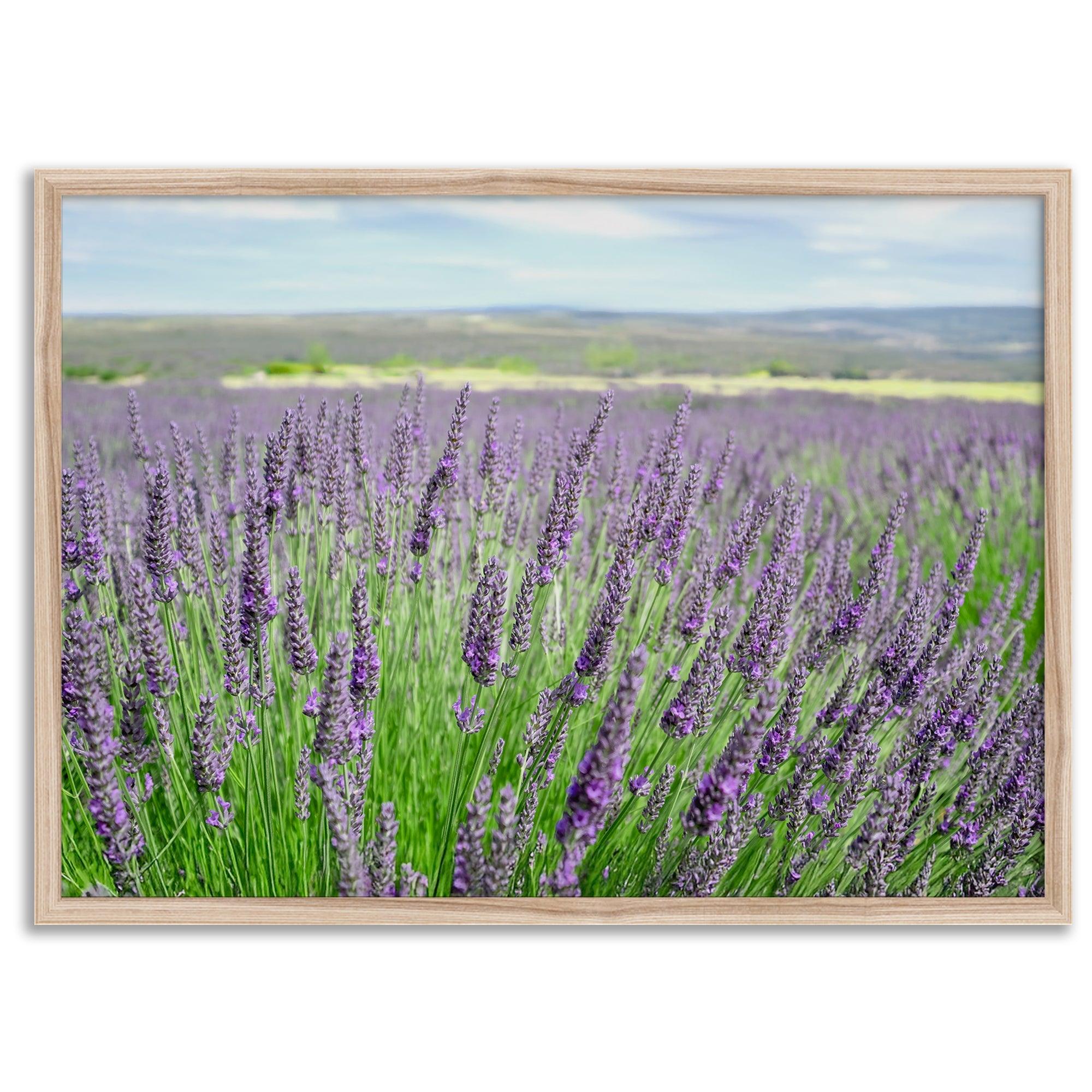 Lavender field in Washington State with vibrant purple blooms under a clear blue sky, featured as wall art.