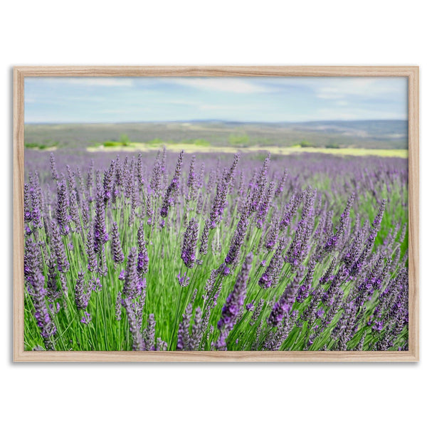 Lavender field in Washington State with vibrant purple blooms under a clear blue sky, featured as wall art.