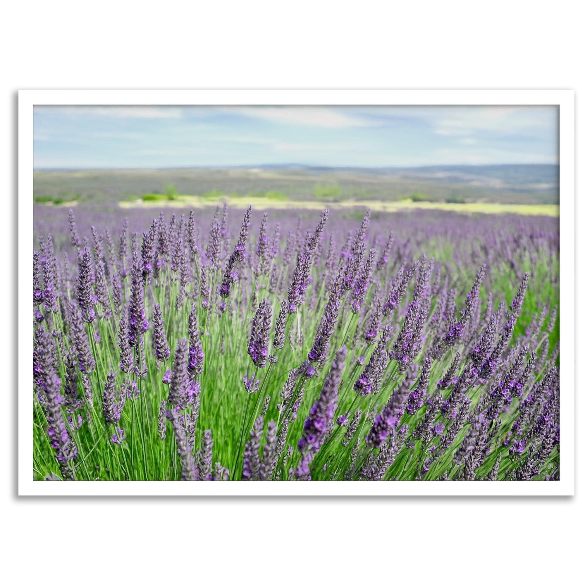 Lavender field in Washington State with vibrant purple blooms under a clear blue sky, featured as wall art.