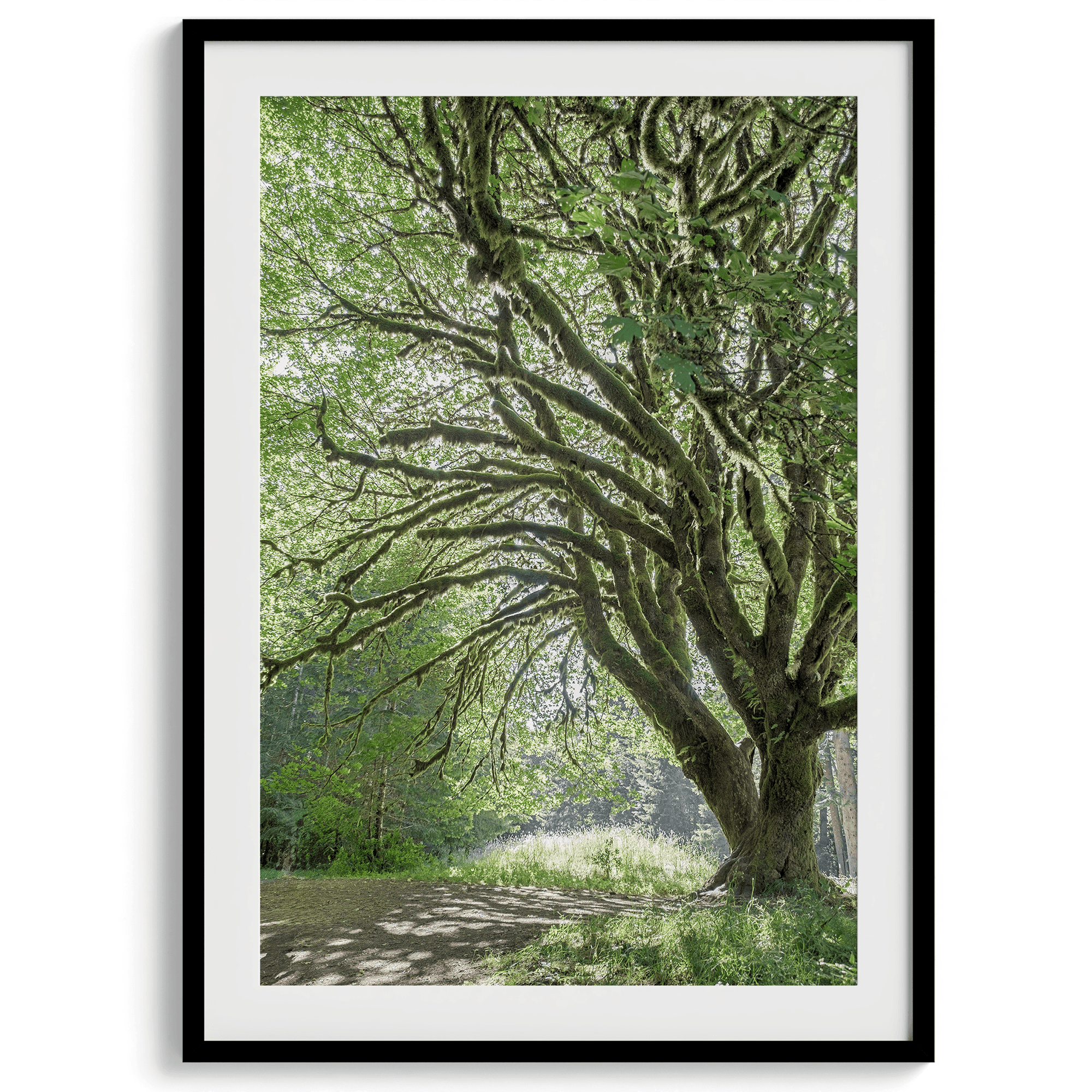 A fine art forest photography print of a magical tree in Hall of Mosses, Olympic National Park, Washington.