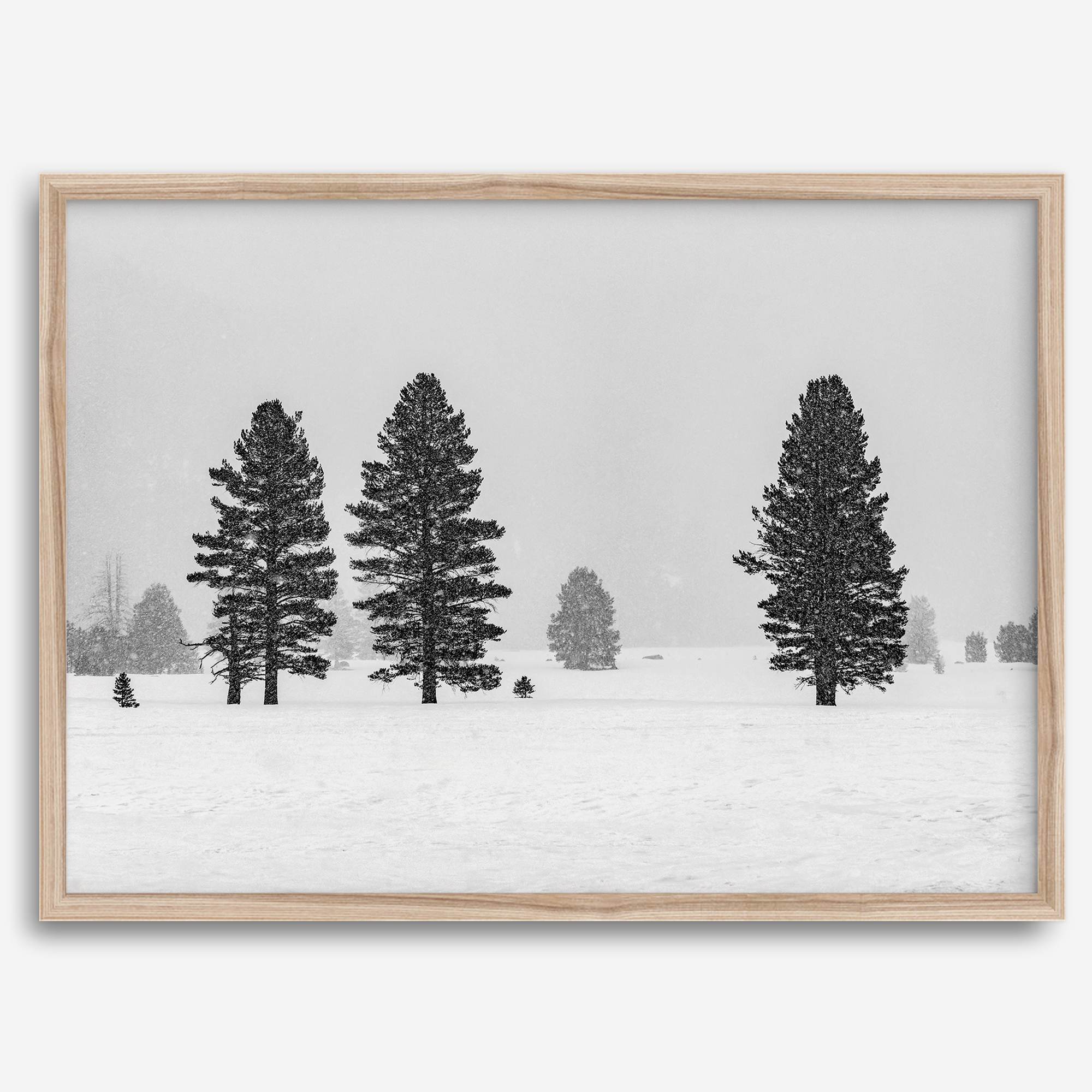 Snowy winter scene artwork with tall pine trees in a peaceful snow-covered field, perfect for minimalist wall decor.