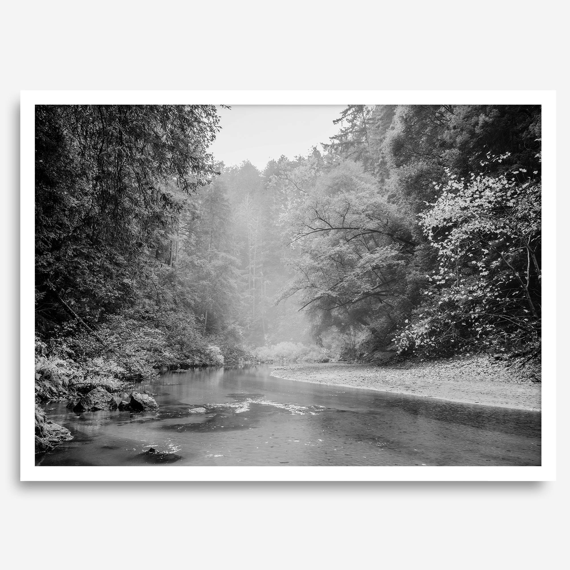 A minimalist fine art misty forest river photography wall art featuring a misty river in Henry Cowell Redwoods State Park, California.