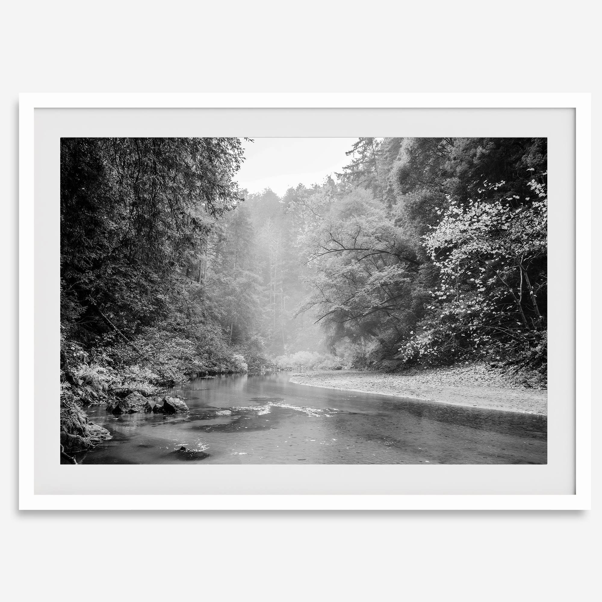 A minimalist fine art misty forest river photography wall art featuring a misty river in Henry Cowell Redwoods State Park, California.