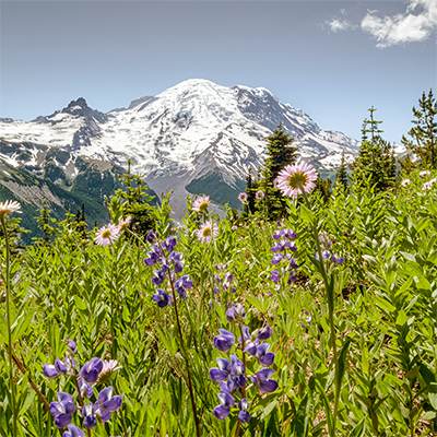 Mount-Rainier-Photography-Wall-Art-Prints-Collection