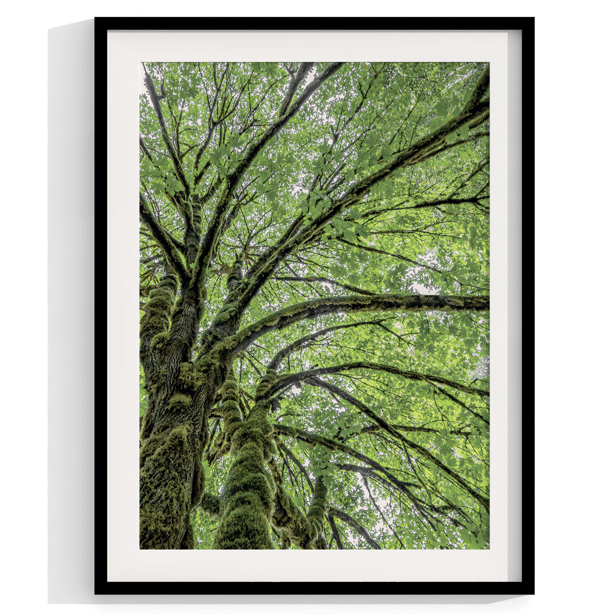 A fine art set of 3 nature prints. This 3 piece extra-large wall art showcases lush and moss-filled forests in Washington state from different angles. Taken in Hall of Mosses, Olympic National Park.