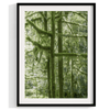A fine art set of 3 nature prints. This 3 piece extra-large wall art showcases lush and moss-filled forests in Washington state from different angles. Taken in Hall of Mosses, Olympic National Park.
