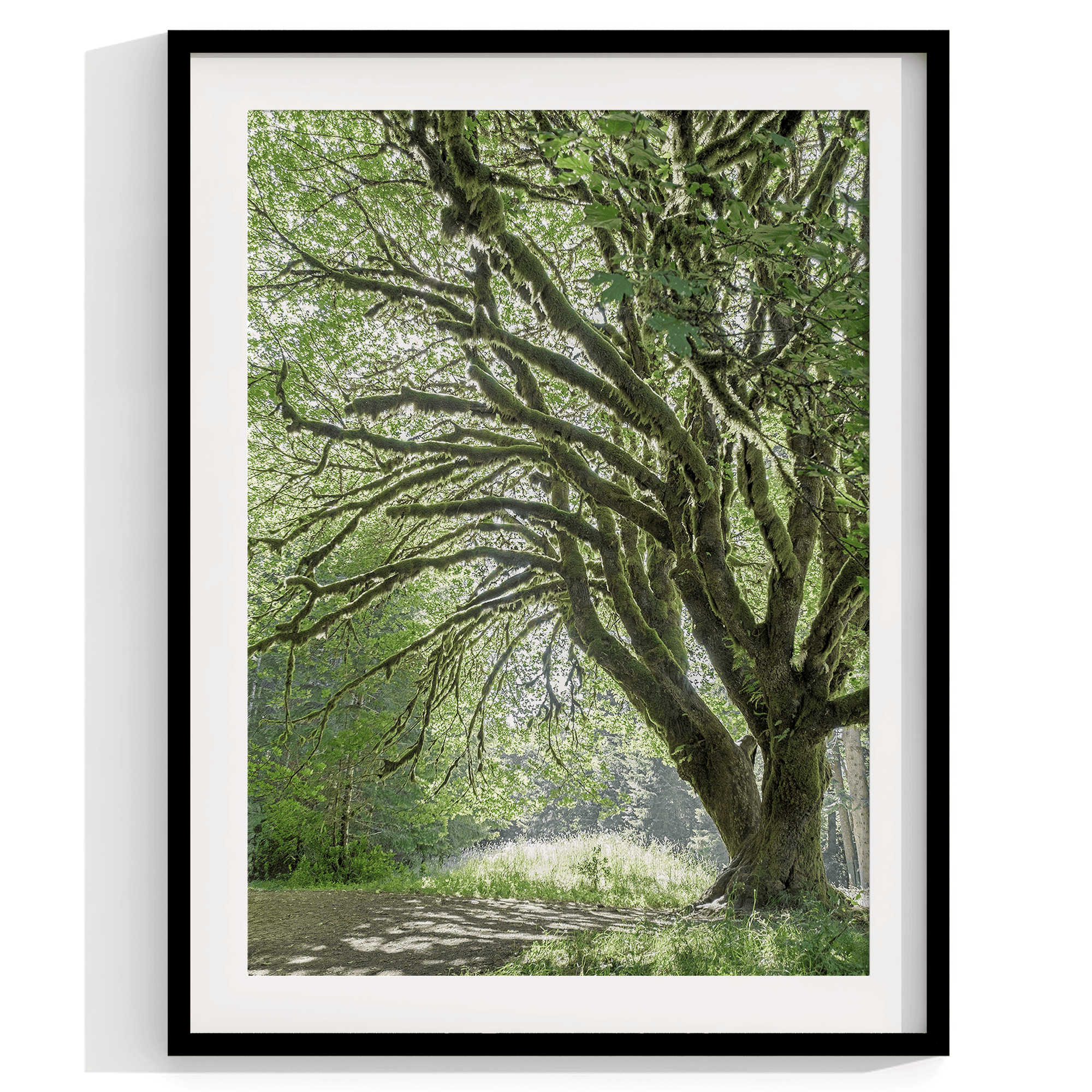 A fine art set of 3 nature prints. This 3 piece extra-large wall art showcases lush and moss-filled forests in Washington state from different angles. Taken in Hall of Mosses, Olympic National Park.