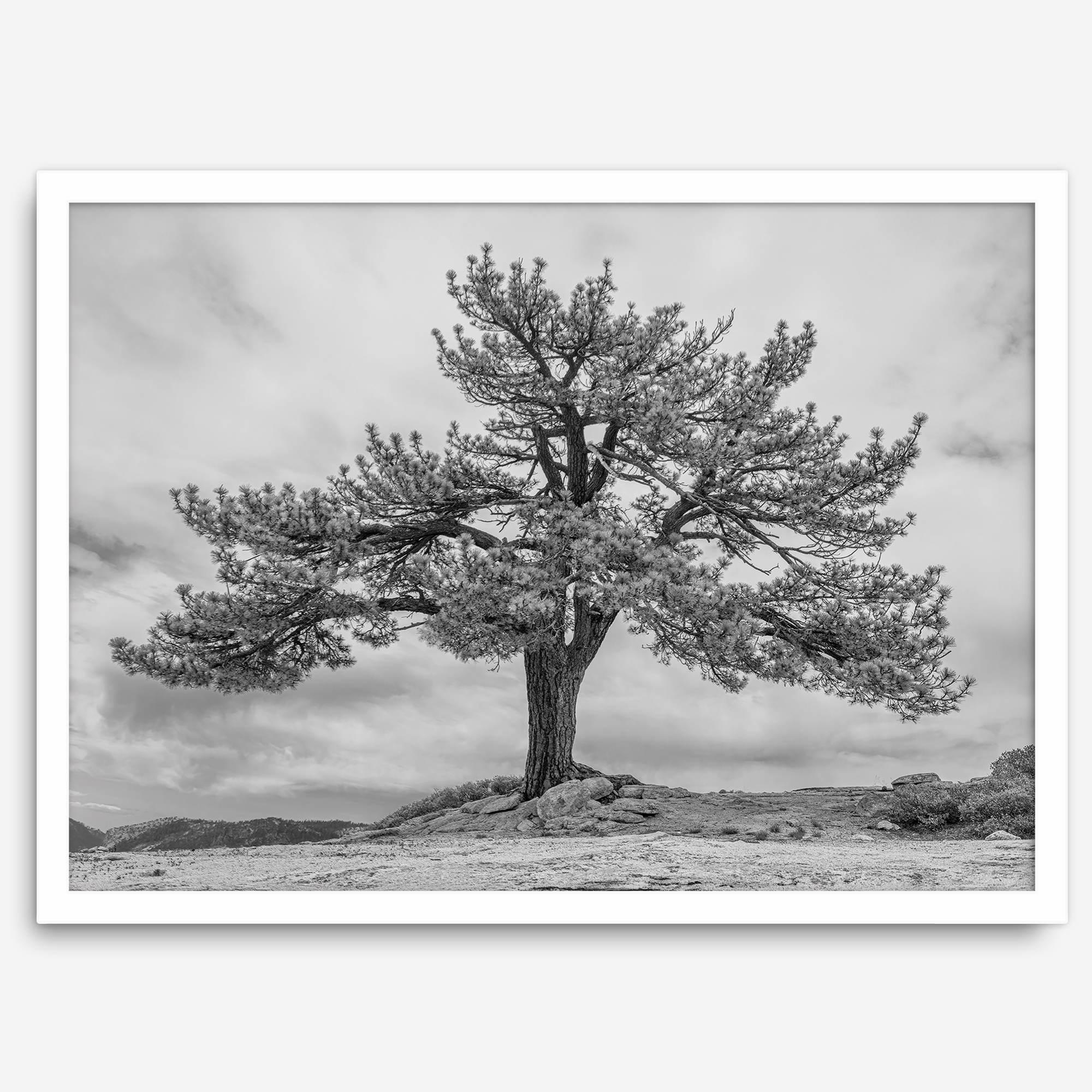 Large tree wall art featuring a black and white photograph of a Yosemite pine tree against a cloudy sky.