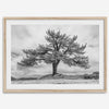 Large tree wall art featuring a black and white photograph of a Yosemite pine tree against a cloudy sky.
