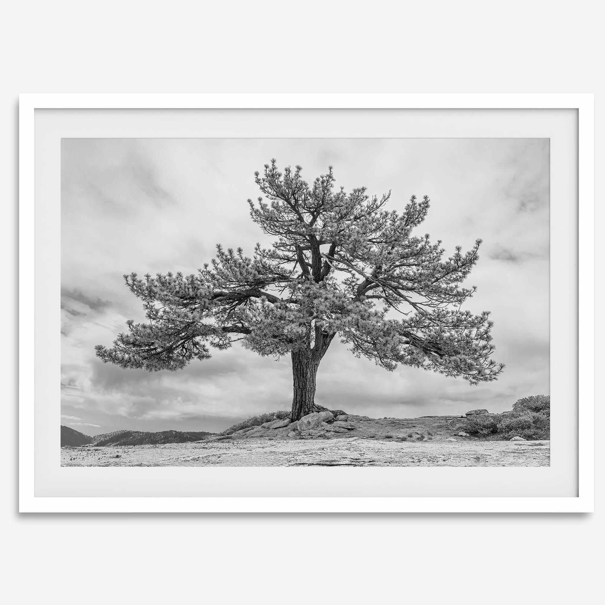 Large tree wall art featuring a black and white photograph of a Yosemite pine tree against a cloudy sky.