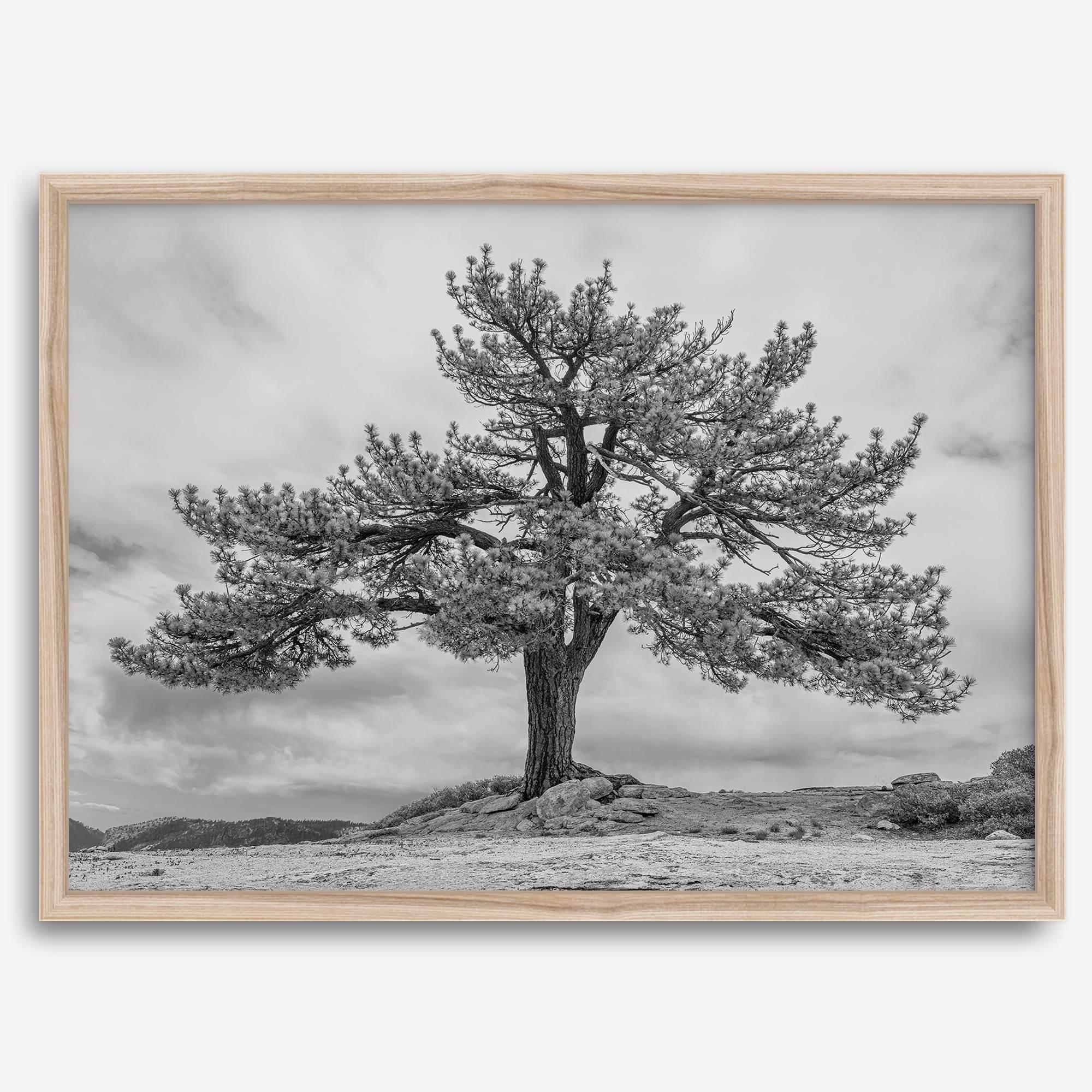 Large tree wall art featuring a black and white photograph of a Yosemite pine tree against a cloudy sky.