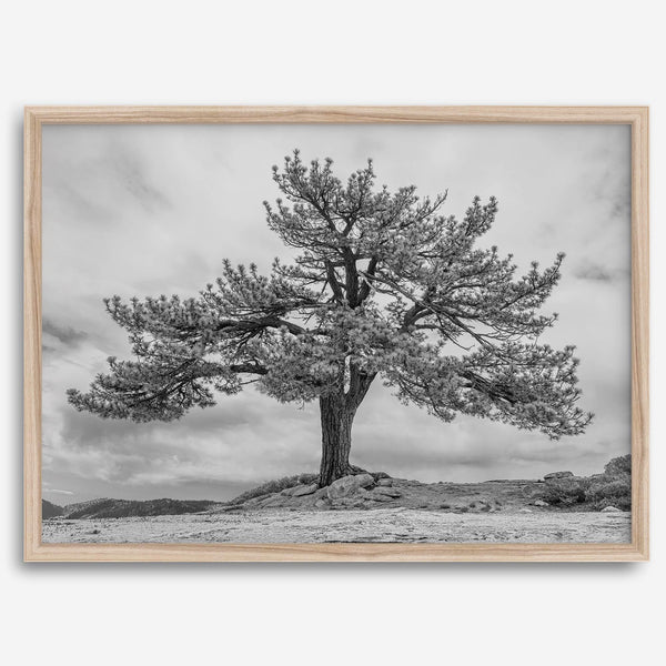 Large tree wall art featuring a black and white photograph of a Yosemite pine tree against a cloudy sky.