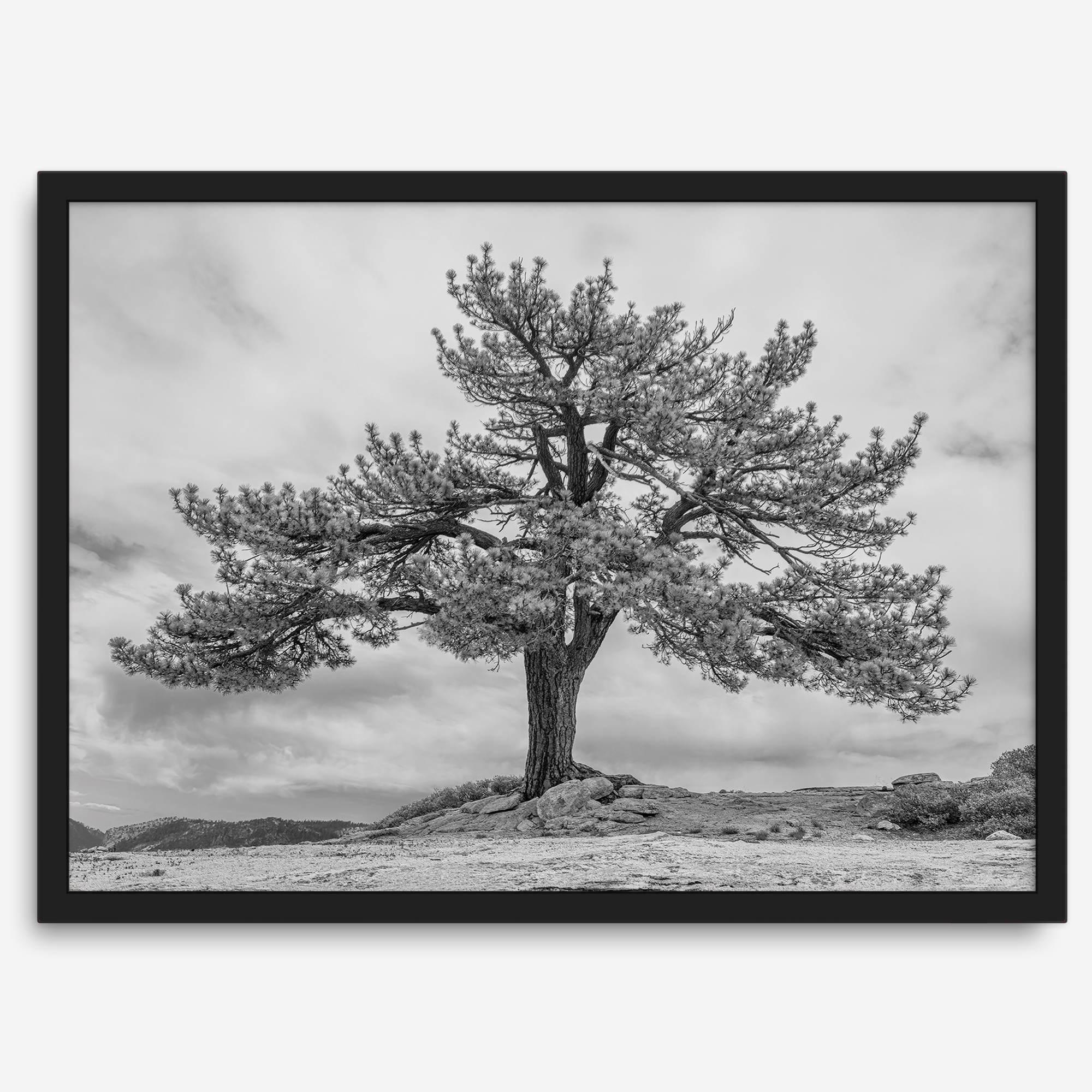 Large tree wall art featuring a black and white photograph of a Yosemite pine tree against a cloudy sky.