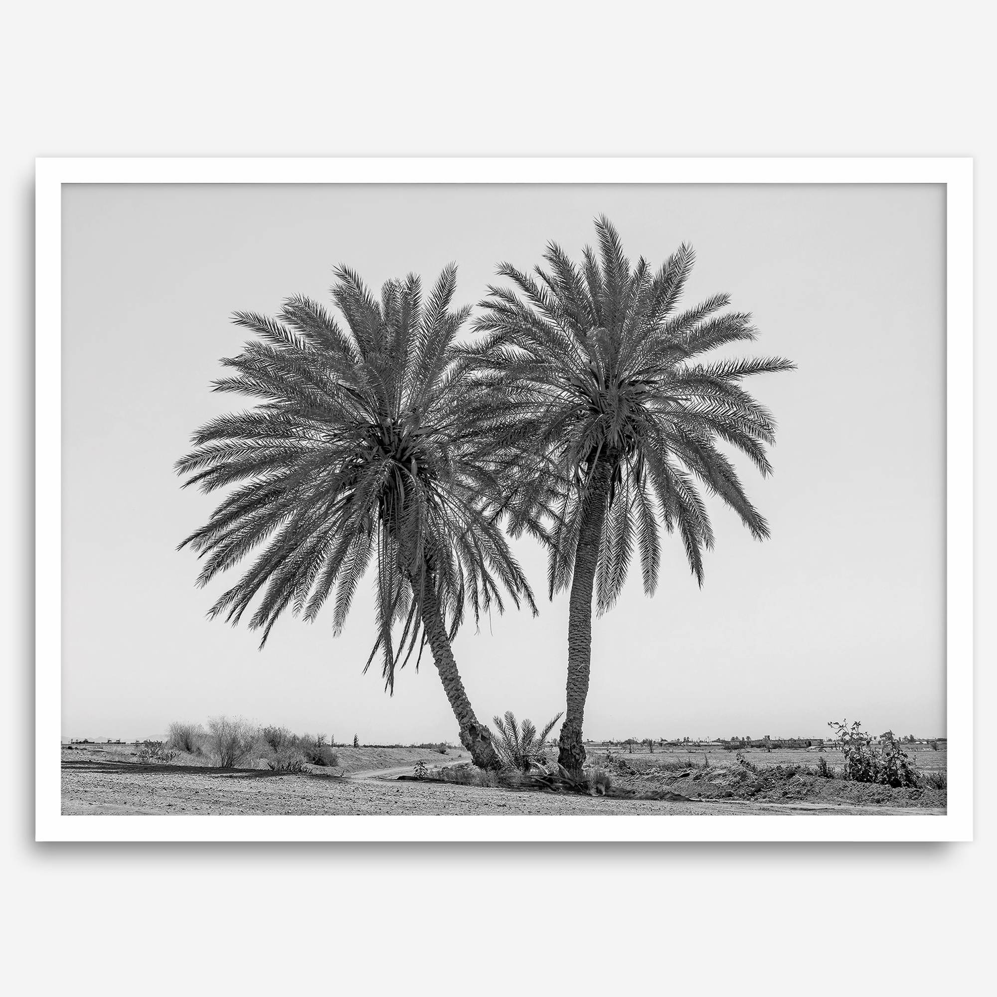 Black and white fine art print of two palm trees in a minimalist desert landscape with clear sky.