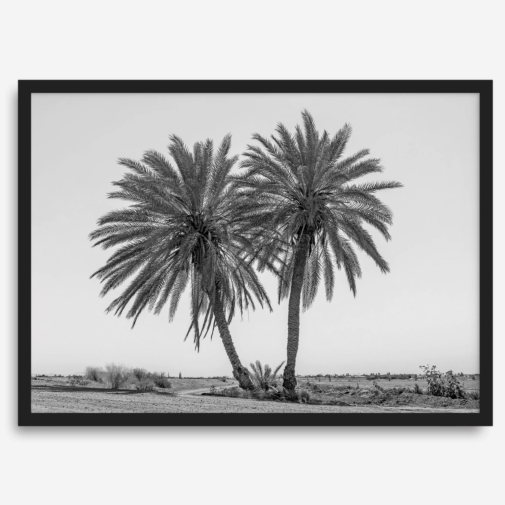 Black and white fine art print of two palm trees in a minimalist desert landscape with clear sky.