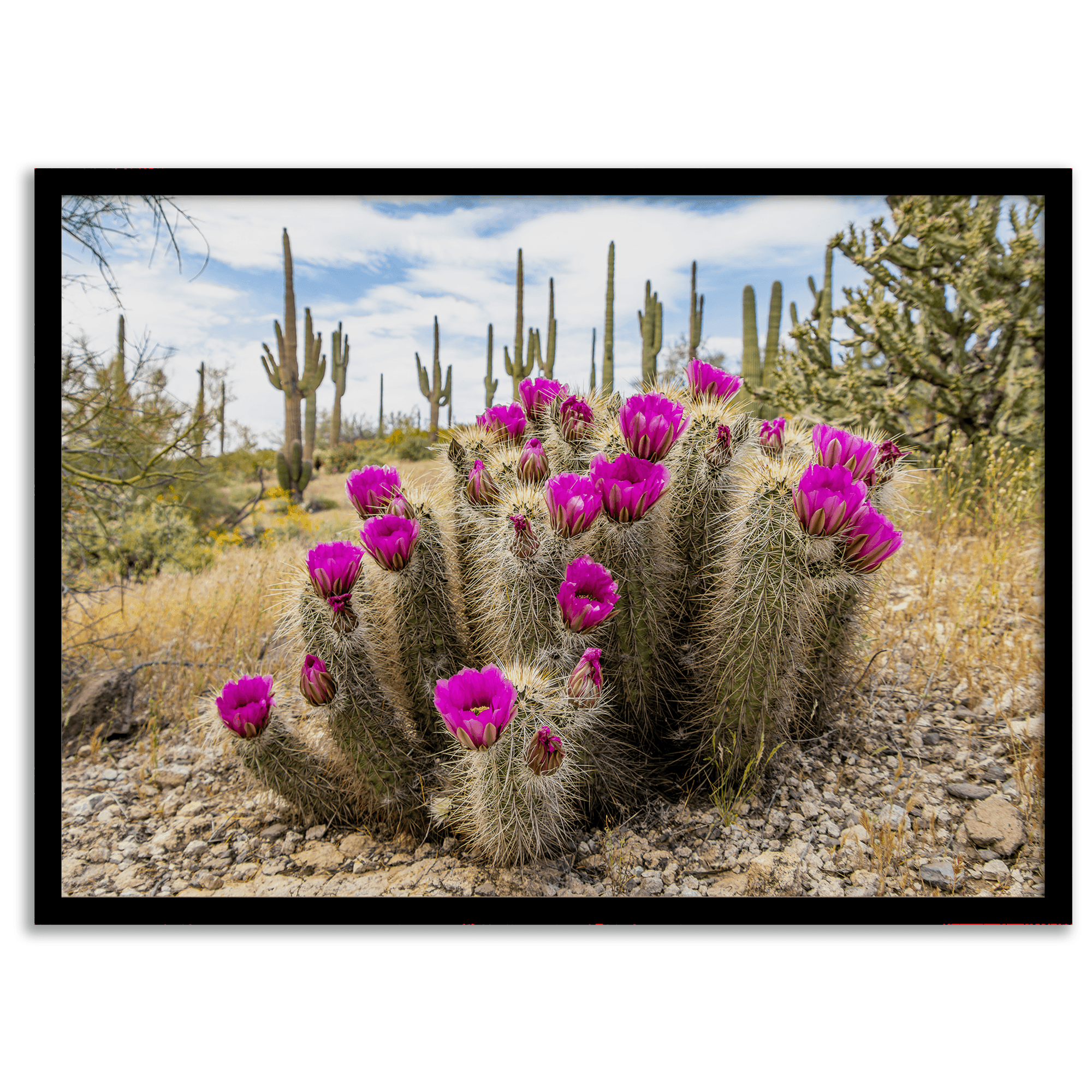 Pink-Saguaro-Cactus-Fine-Art-Photography-Print