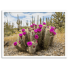 Pink-Saguaro-Cactus-Fine-Art-Photography-Print