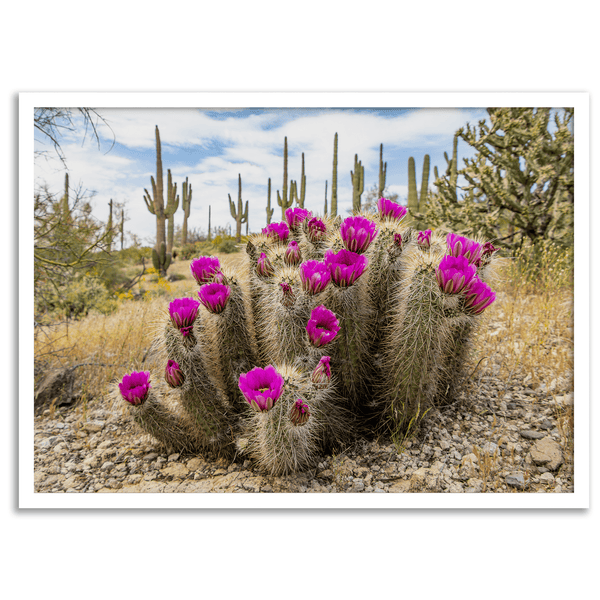 Pink-Saguaro-Cactus-Fine-Art-Photography-Print