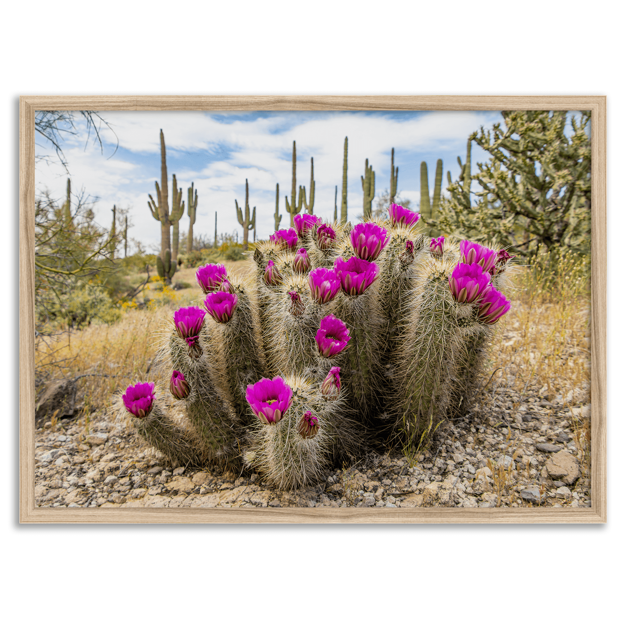 Pink-Saguaro-Cactus-Fine-Art-Photography-Print