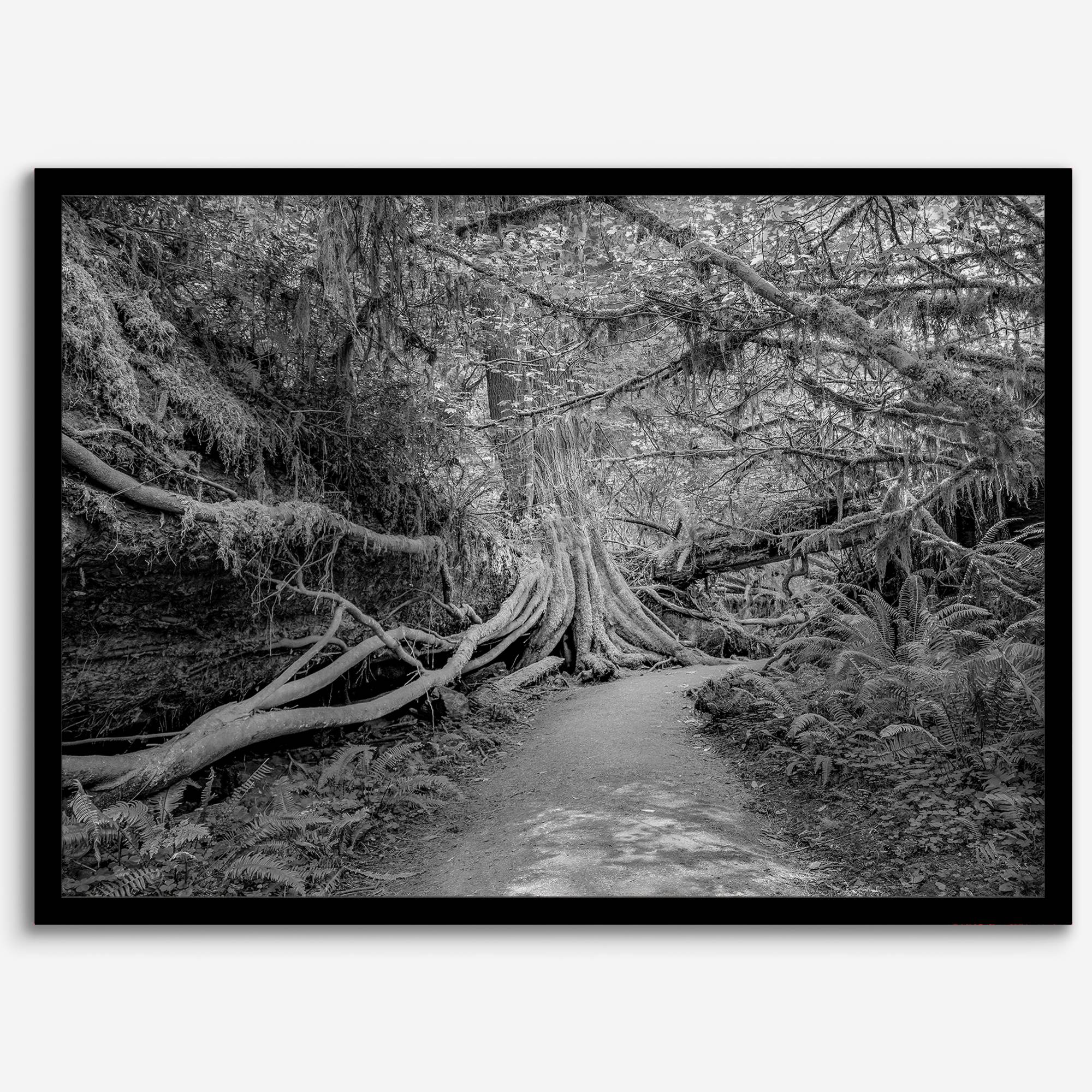 Fine art black and white photograph of a path winding through a lush redwood forest in Redwood National Park, leading to a towering redwood with exposed roots.