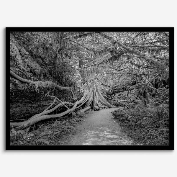 Fine art black and white photograph of a path winding through a lush redwood forest in Redwood National Park, leading to a towering redwood with exposed roots.