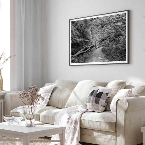 Fine art black and white photograph of a path winding through a lush redwood forest in Redwood National Park, leading to a towering redwood with exposed roots.