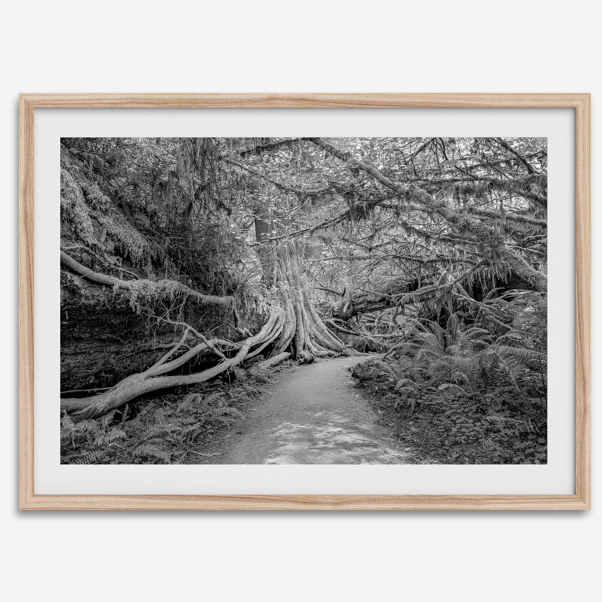 Fine art black and white photograph of a path winding through a lush redwood forest in Redwood National Park, leading to a towering redwood with exposed roots.