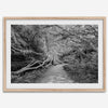 Fine art black and white photograph of a path winding through a lush redwood forest in Redwood National Park, leading to a towering redwood with exposed roots.