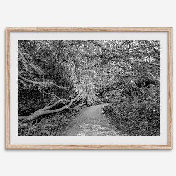 Fine art black and white photograph of a path winding through a lush redwood forest in Redwood National Park, leading to a towering redwood with exposed roots.