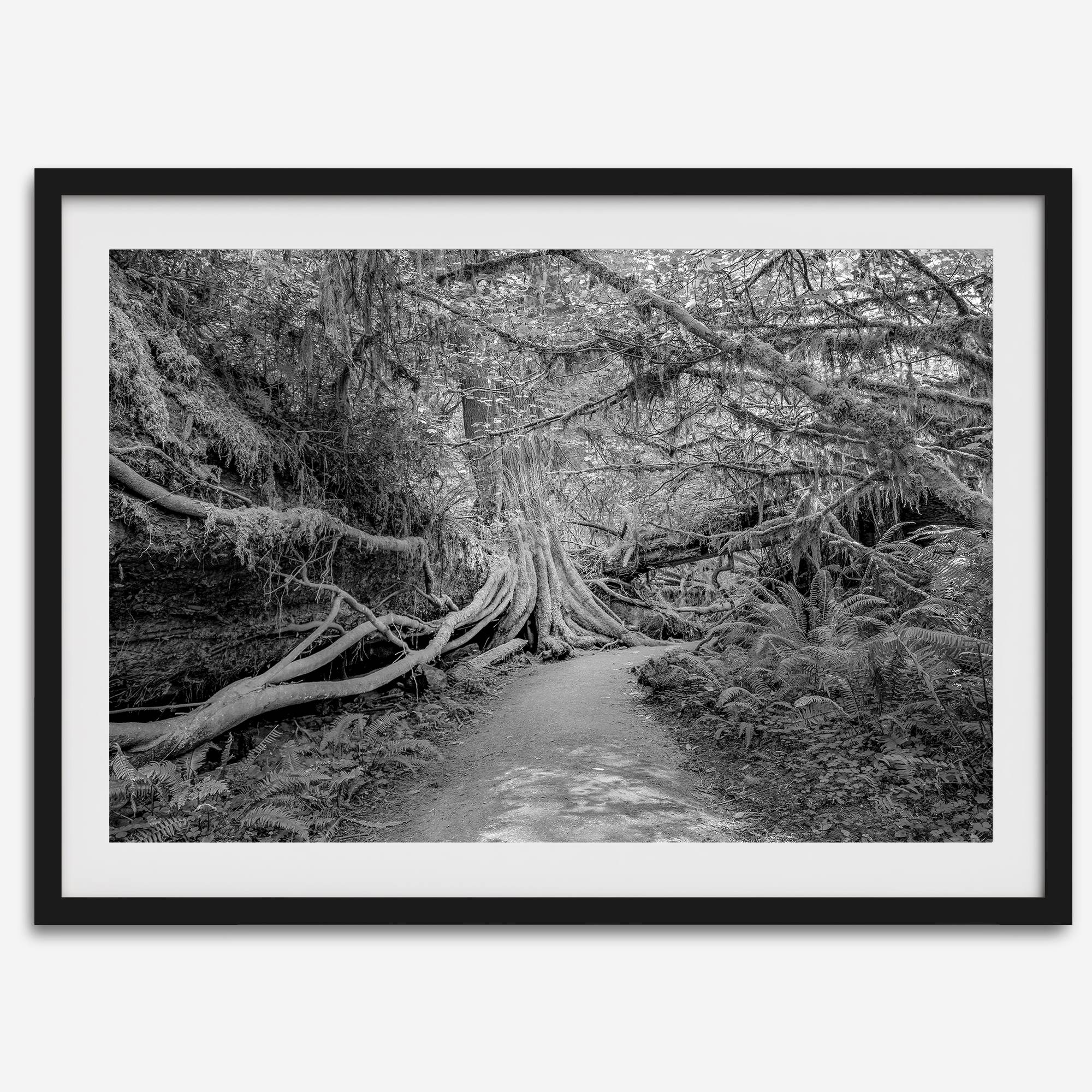 Fine art black and white photograph of a path winding through a lush redwood forest in Redwood National Park, leading to a towering redwood with exposed roots.