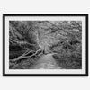 Fine art black and white photograph of a path winding through a lush redwood forest in Redwood National Park, leading to a towering redwood with exposed roots.