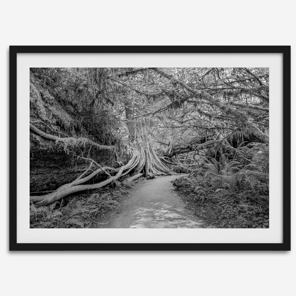 Fine art black and white photograph of a path winding through a lush redwood forest in Redwood National Park, leading to a towering redwood with exposed roots.